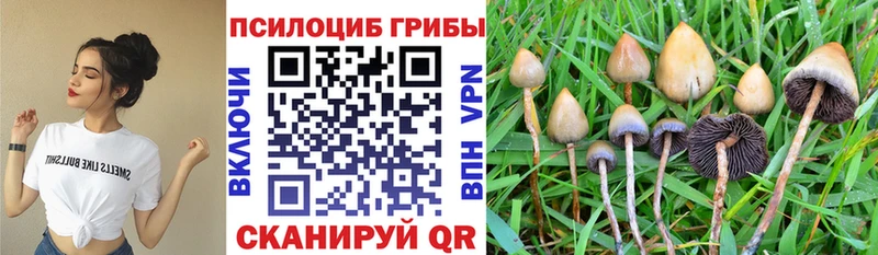 как найти закладки  Альметьевск  Псилоцибиновые грибы GOLDEN TEACHER 